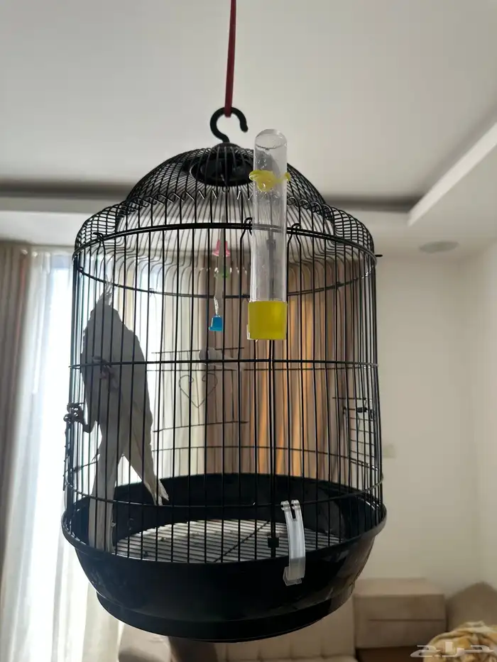 طير كروان ابيض اليف 1