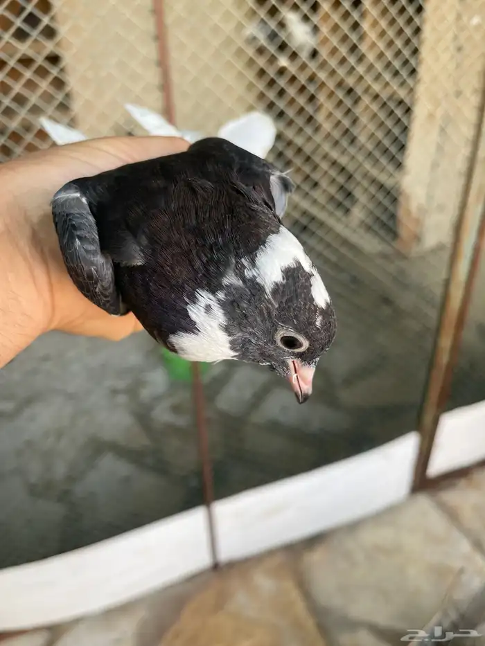 طبات مميزه معاريف 4