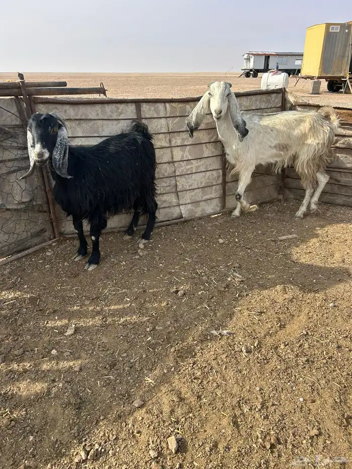 معزاء العدد 2 0