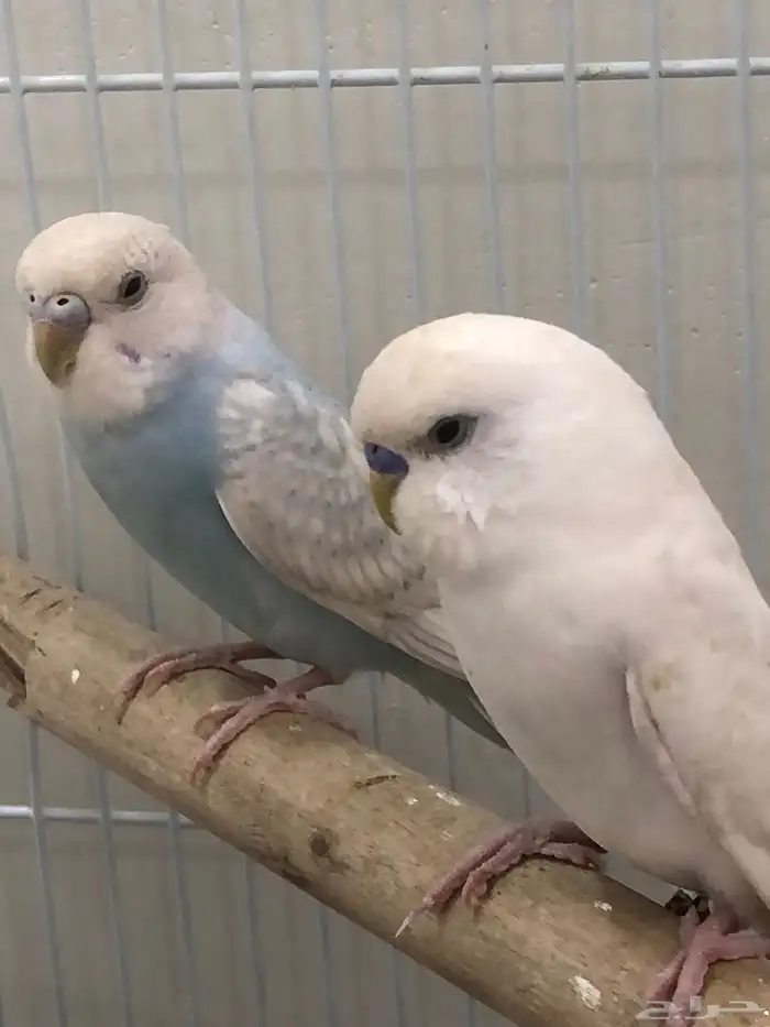 جوز بادجي للبيع 8