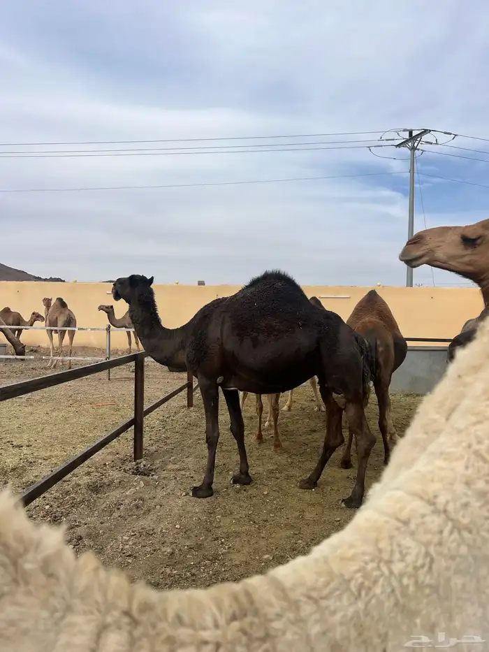 ناقتين مجاهيم امهات حليب 3