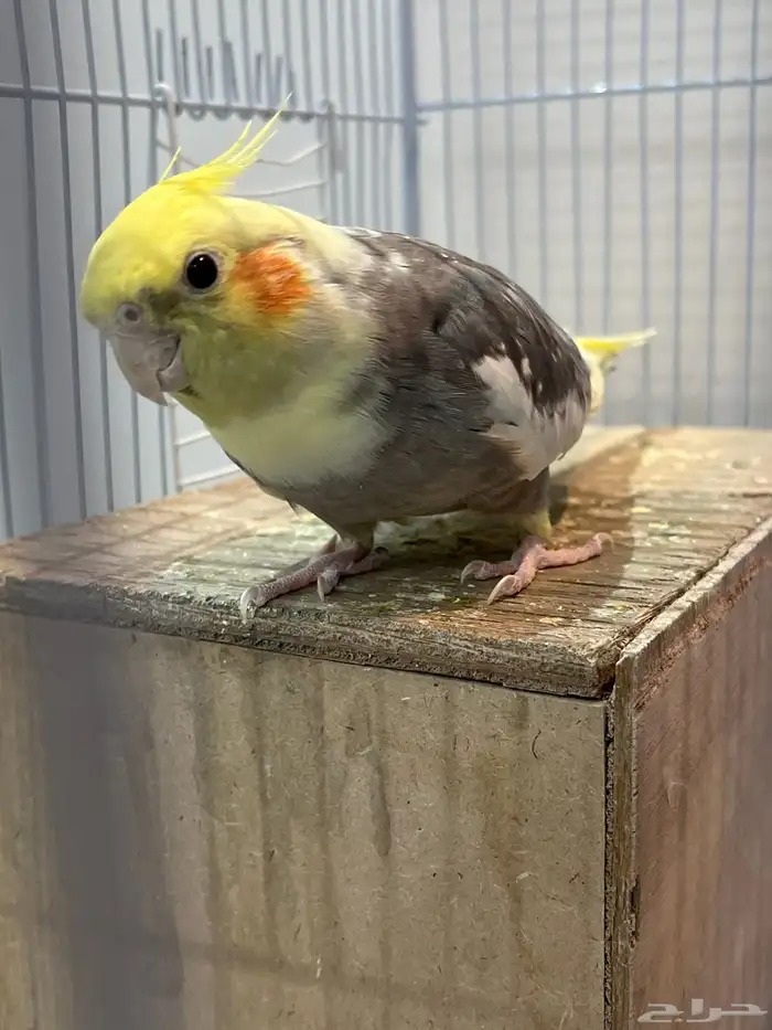 كروان كوكتيل ذكر 2