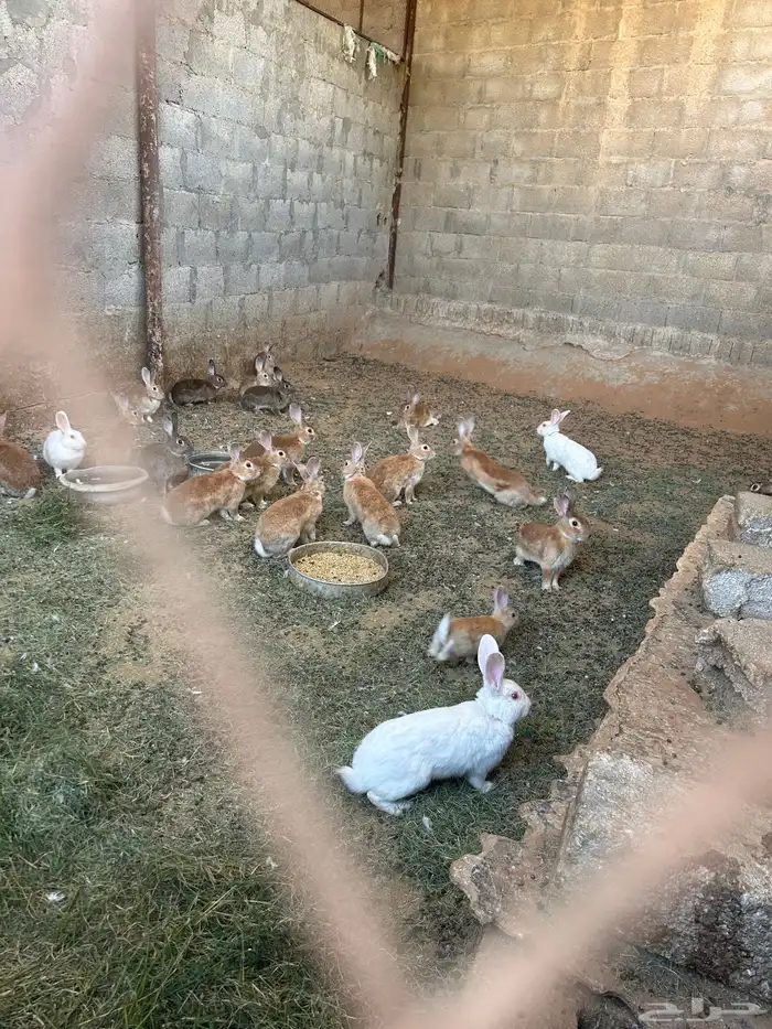 للبيع ارانب 0