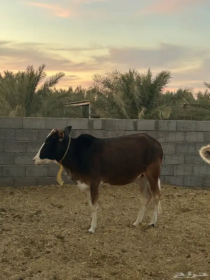 بقر خلفات للبيع 2