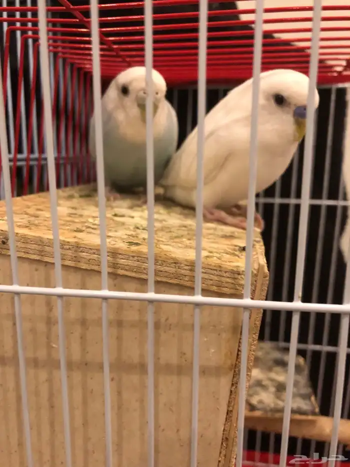 جوز بادجي للبيع 0