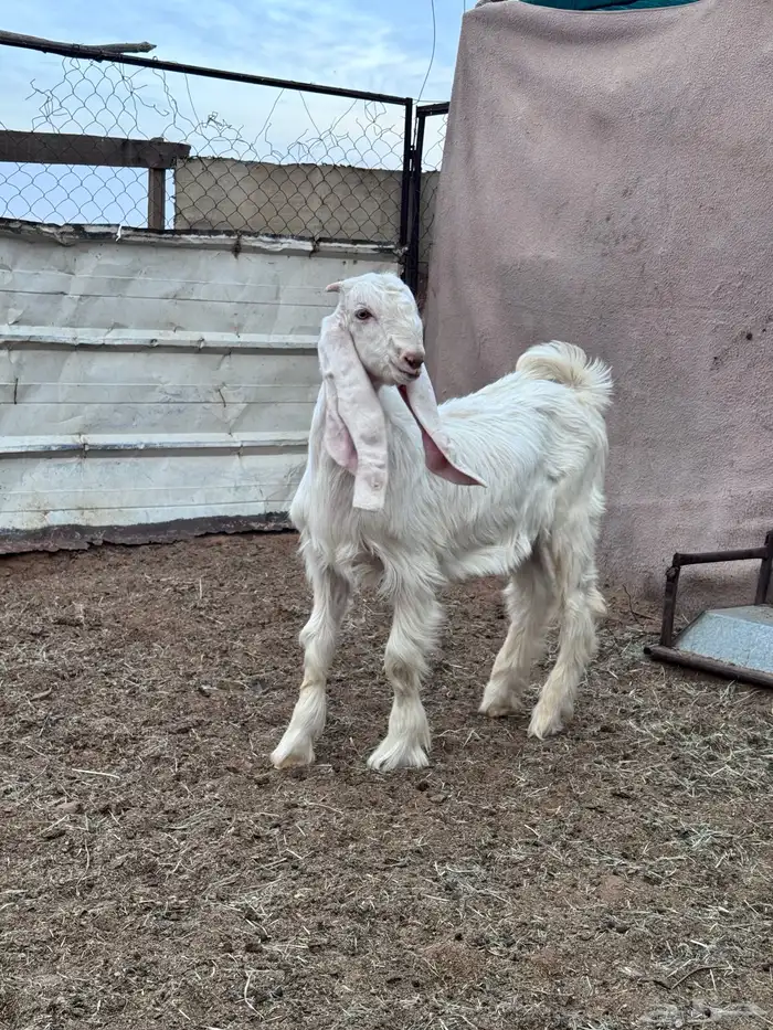 تيوس مشاريع فحول 1