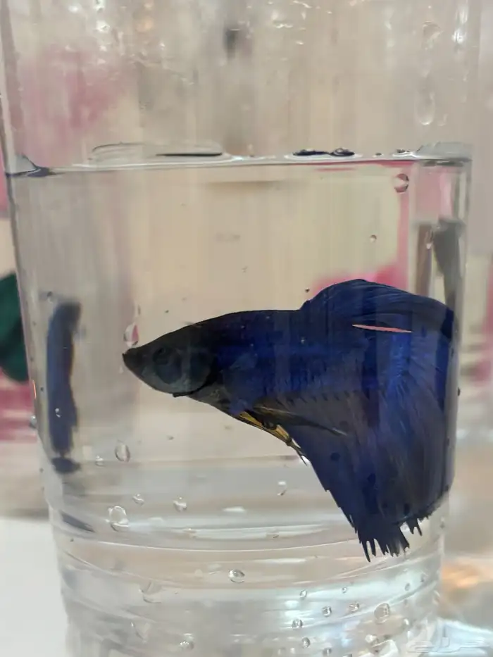 اسماك الفايتر 16