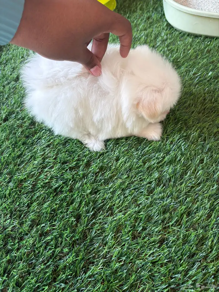 كلاب بمرنيان 3