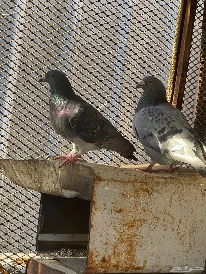 سلام عليكم زوجين حمام للبيع 0