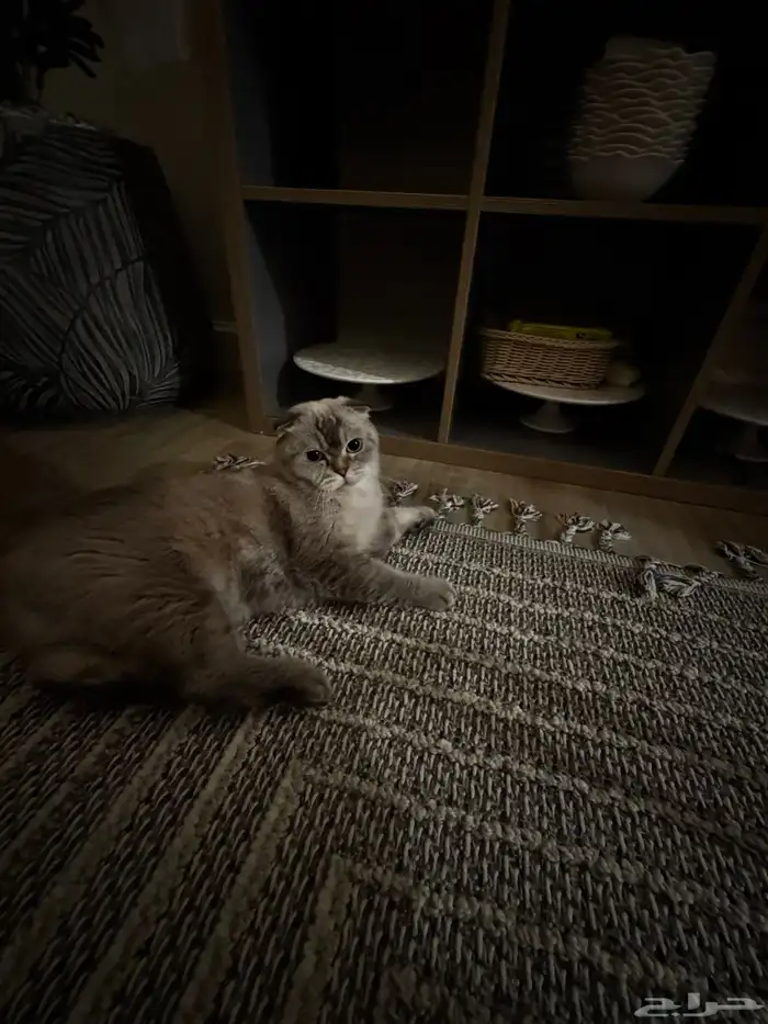 قط سكوتش هملايا للتبني 2