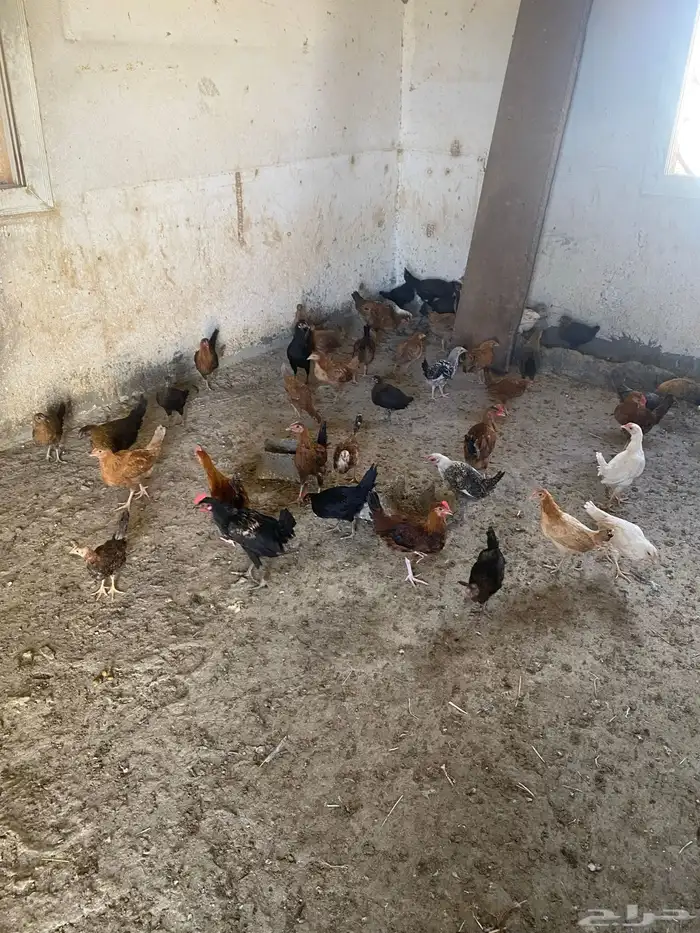 البيع دجاج بلدي شرط من المرض 0