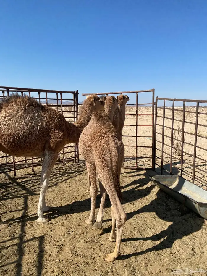 قعدان للبيع 4