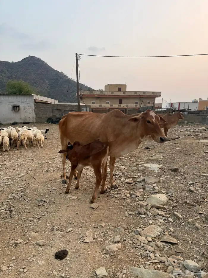 بقره منتوجه ام ثاني 0