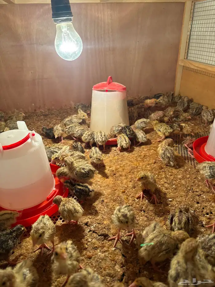 صيصان سمان 2