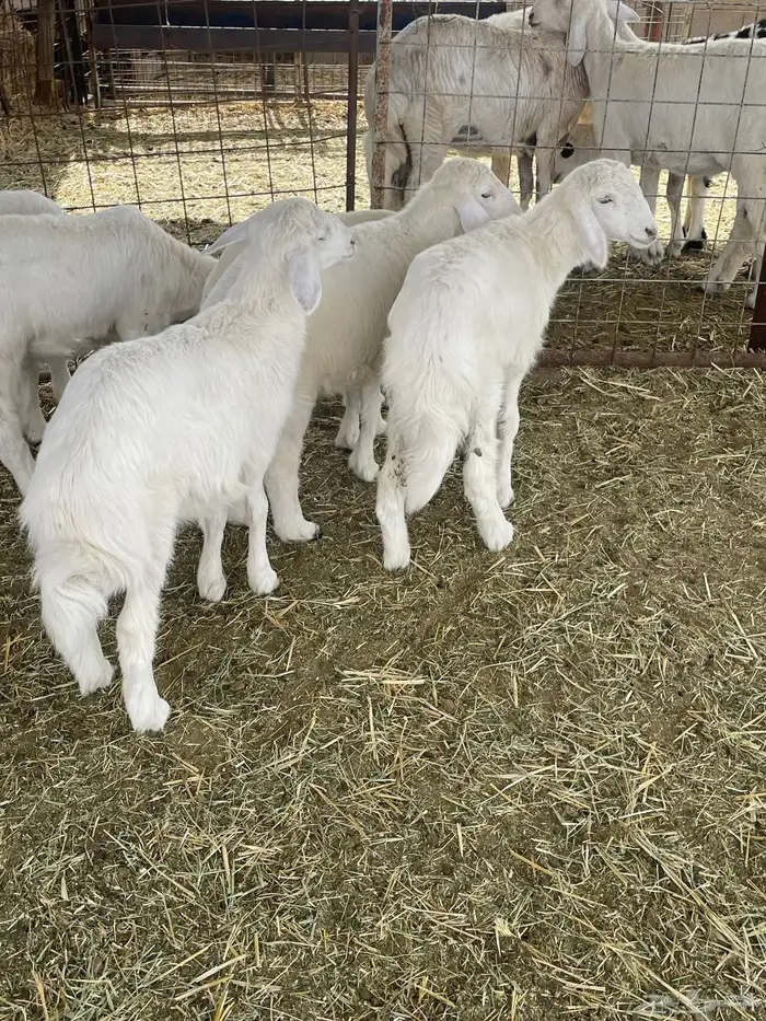 بهم حري بهم دواغير 15