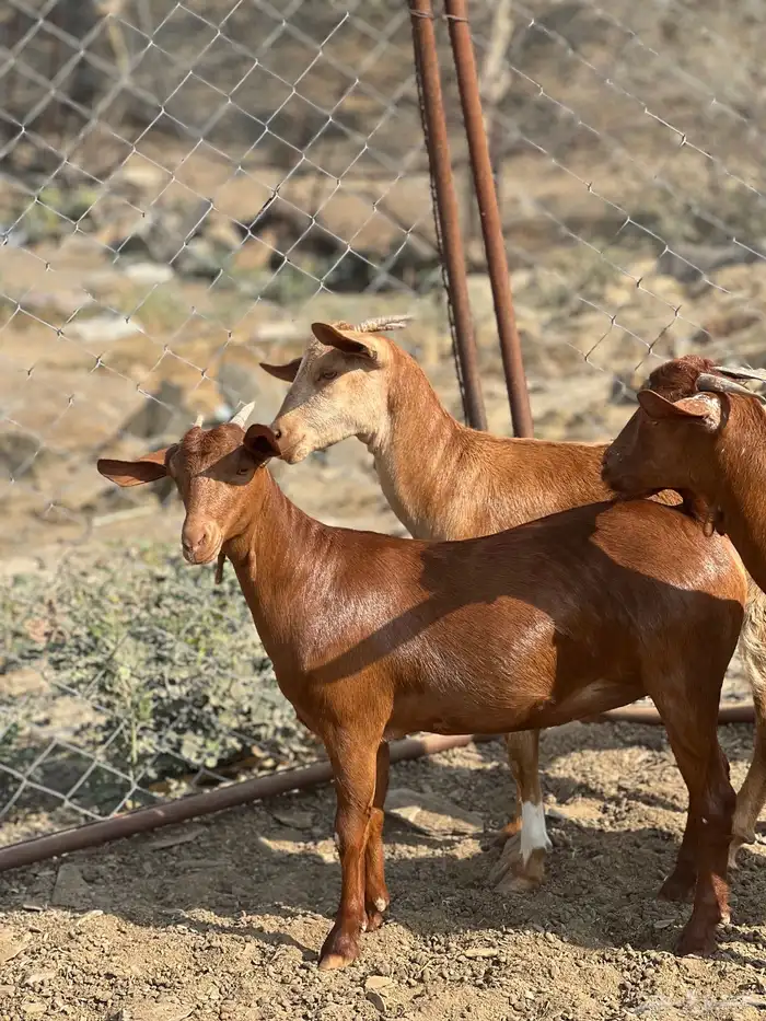 جفار دهم تأسيس مراح 1