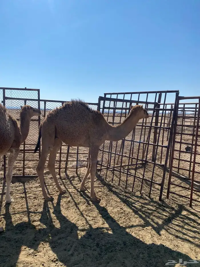 قعدان للبيع 2