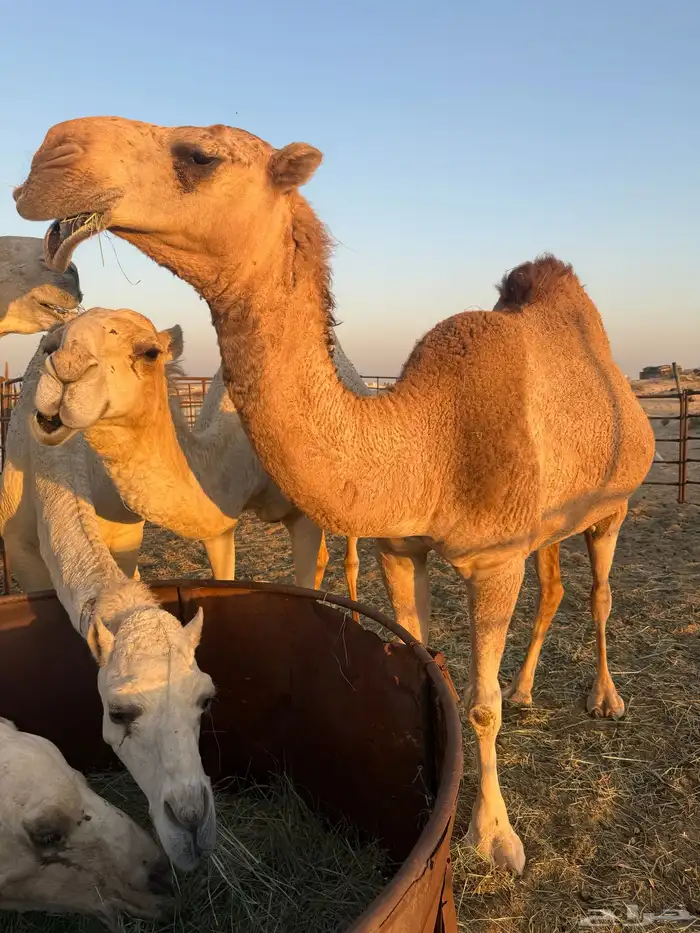 لقحه بكر حمراء 0