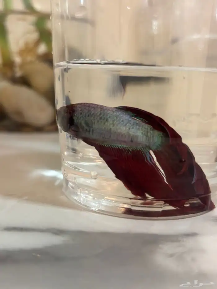 اسماك الفايتر 15