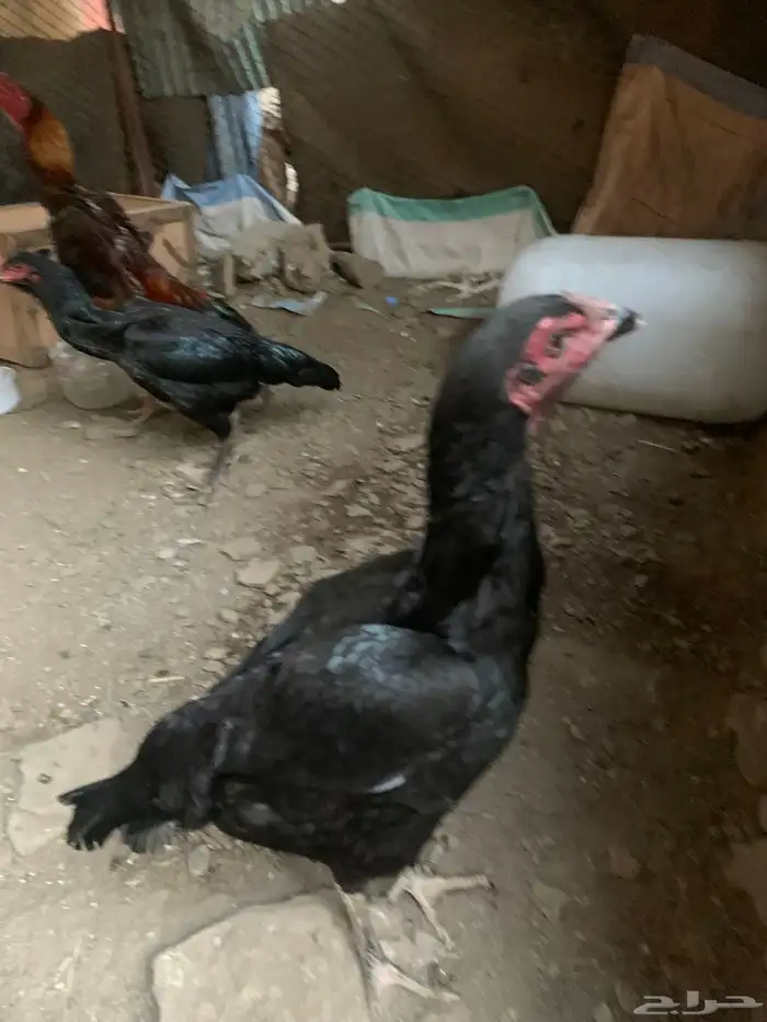 دجاج شامو الماني وياباني 1