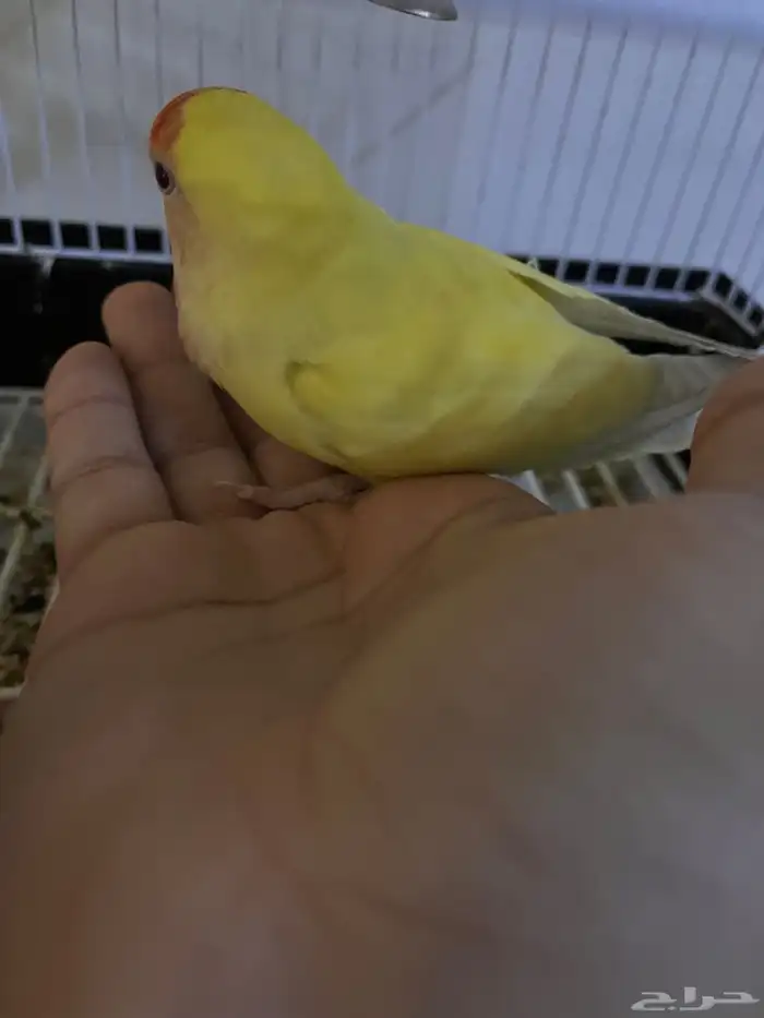 روز ذكر لاتينو تربيه 1