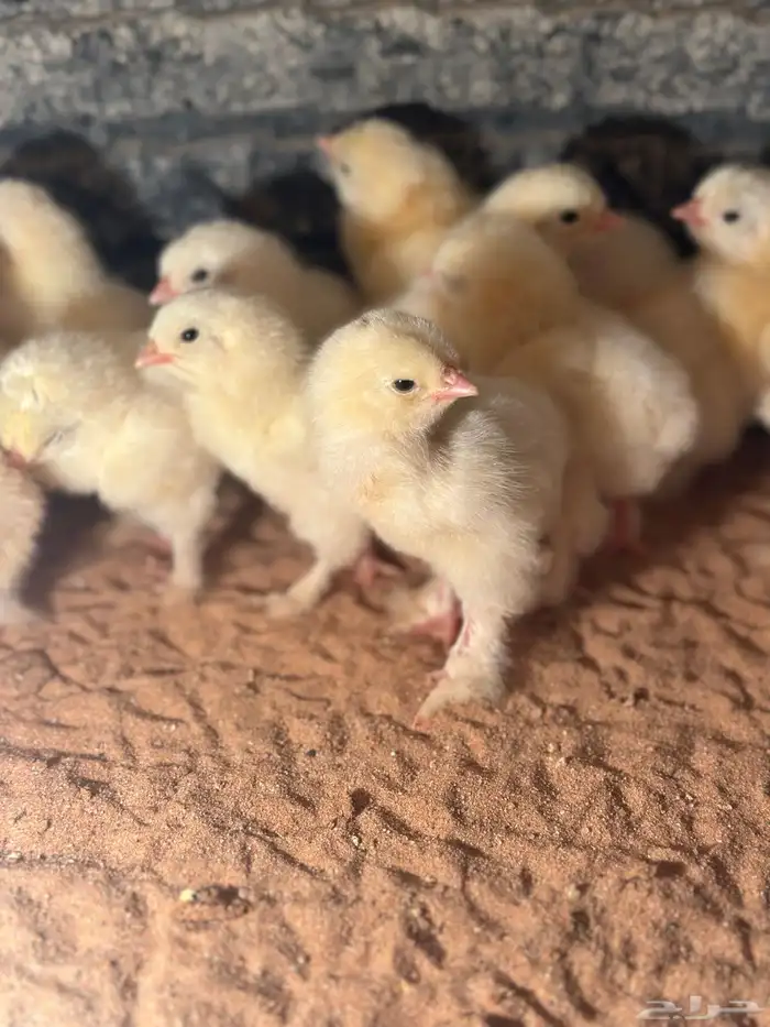 للبيع صوص براهما كولمبي 0