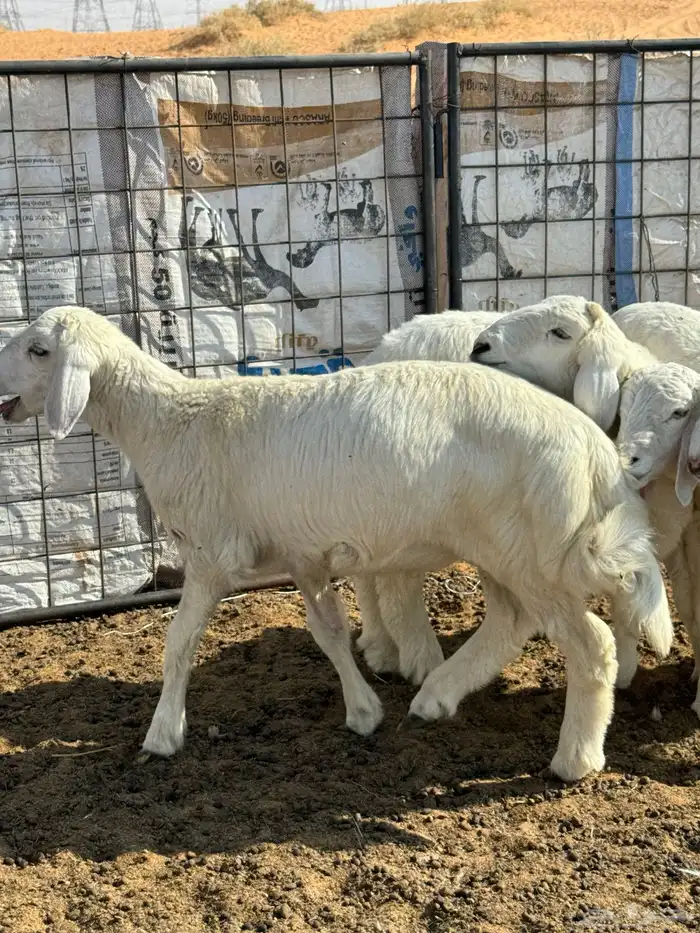 خرفان حريه للبيع 1