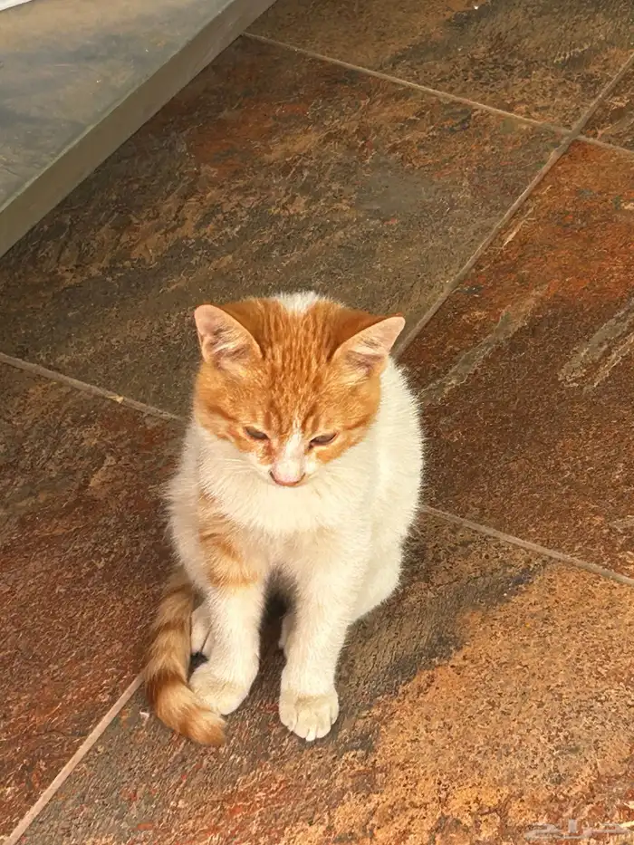 قطة و اولادها 2 للتبني 1