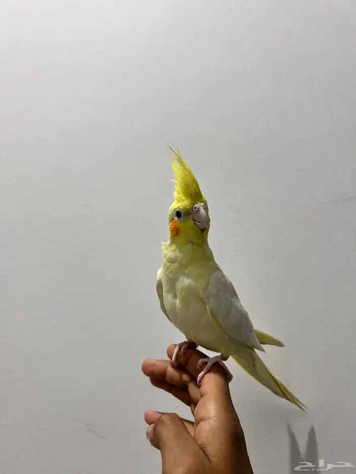 بغبغان كرمال 1