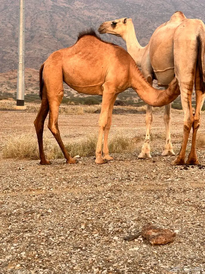 بكره للبيع 3