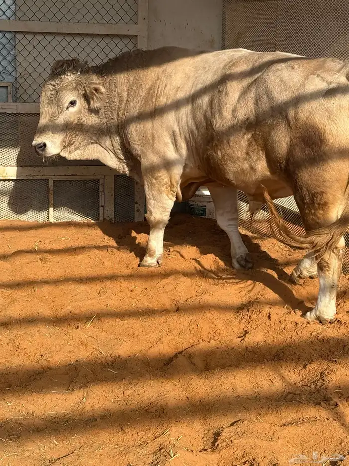 ثور الماني عمر فوق 4 سنوات 1