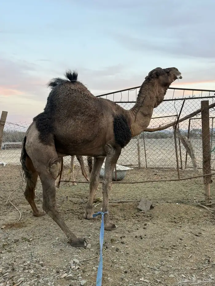 للبيع بعير حمر جرم كايف ضراب وعشار 18