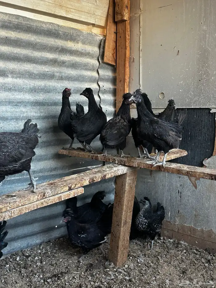 دجاج للبيع 9