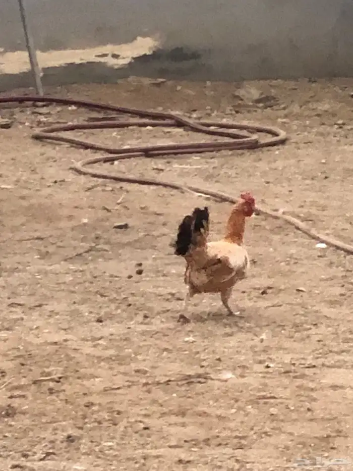 دجاجة بلدي 0