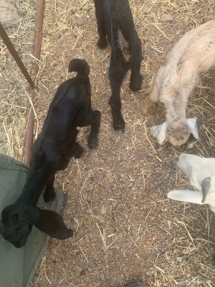 معزا مولده 2