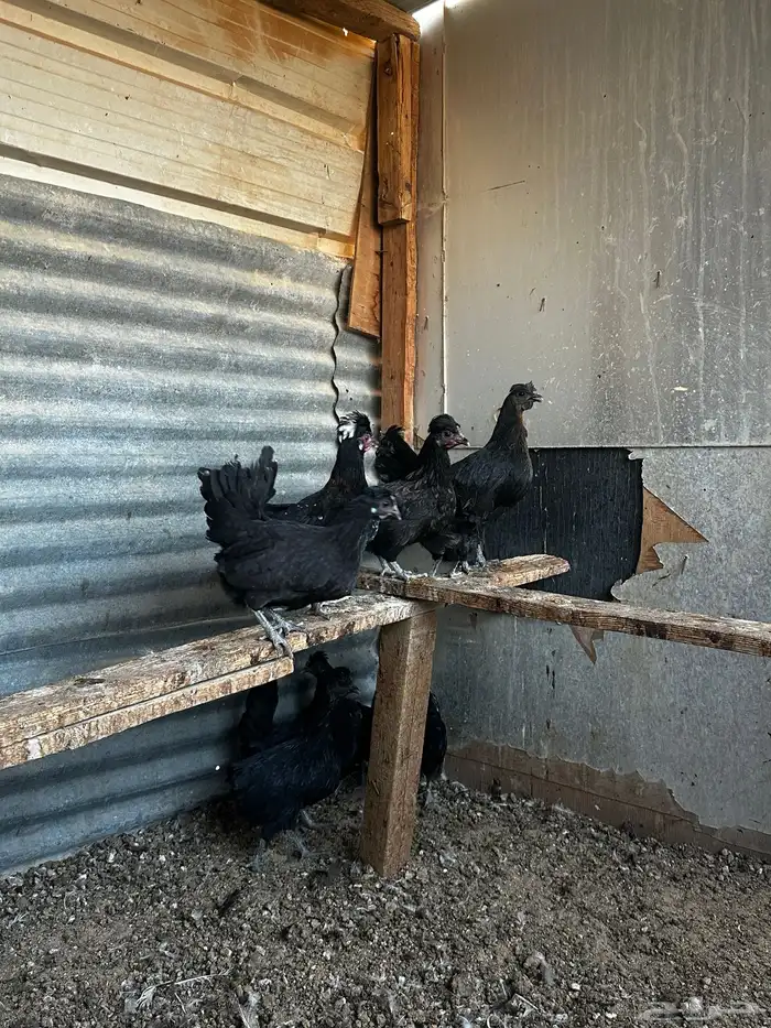 دجاج للبيع 6