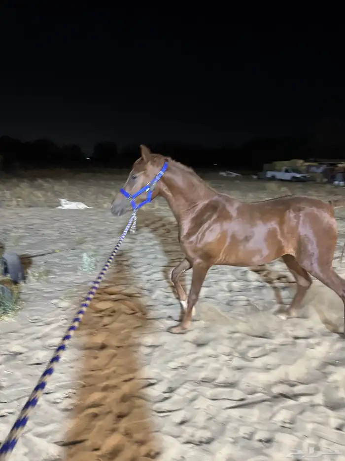 فرس رفيعة و جبرة فرس شعبية تنافس الواهو 0