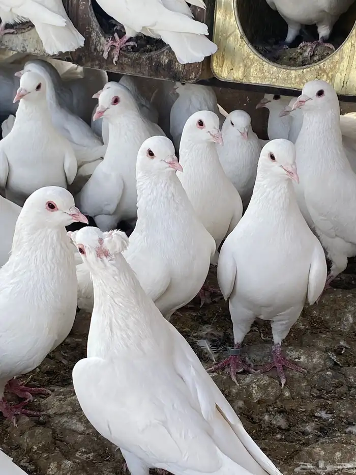 حمام فرنسي سوبر جانبو ملكي فاخر 12