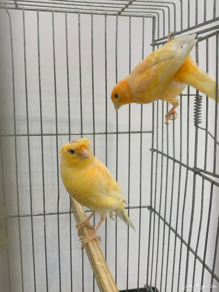 جوز كناري سوري منتج 3