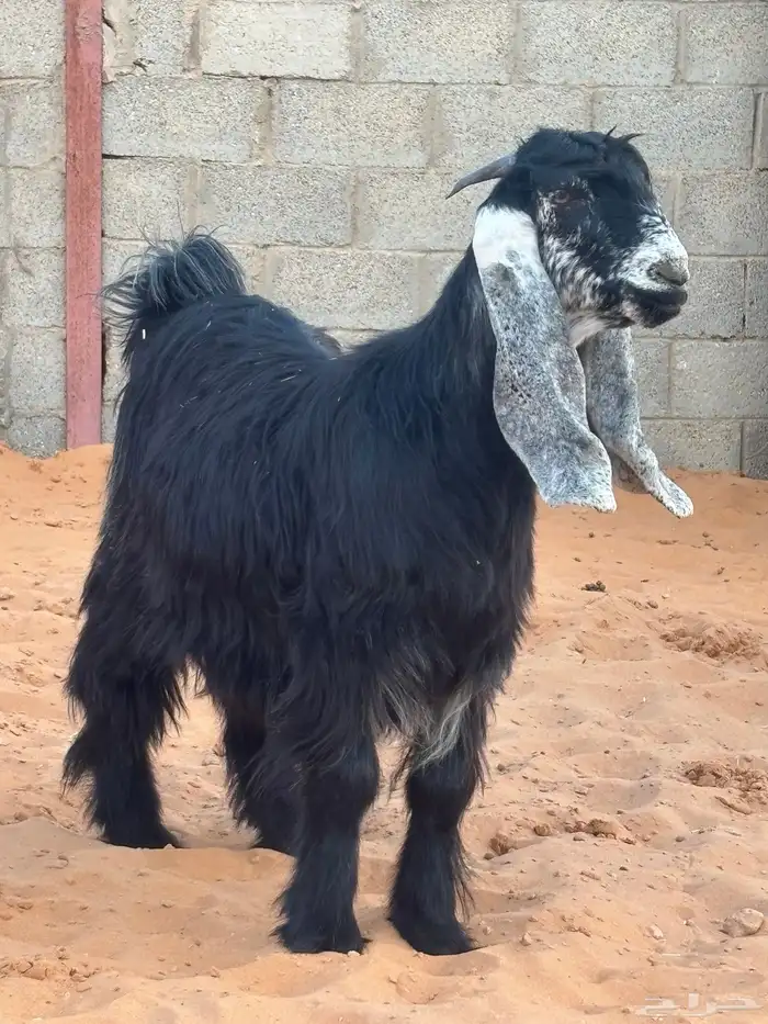 جفرتين جذعات صنف دفيع 3