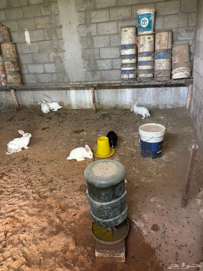 وز العدد حول 50 و أرانب العدد حول 12 صحتهم جيدا جدا 2