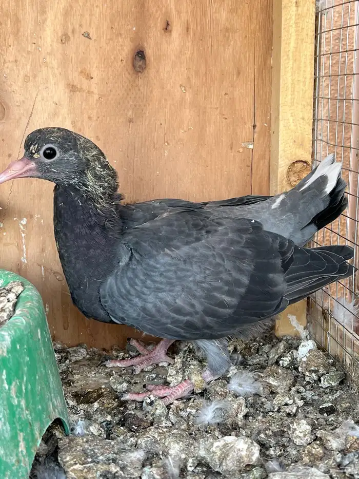 جوز قطايف بفروخه معاريف 7