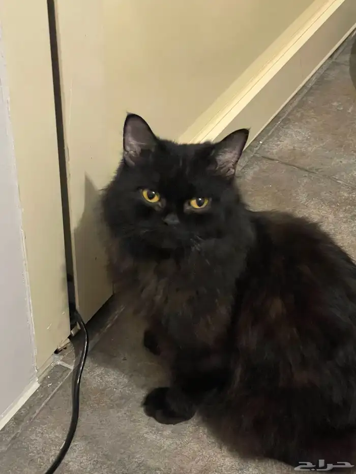 قطة سوداء من سلالة بومباي العمر سنة 0