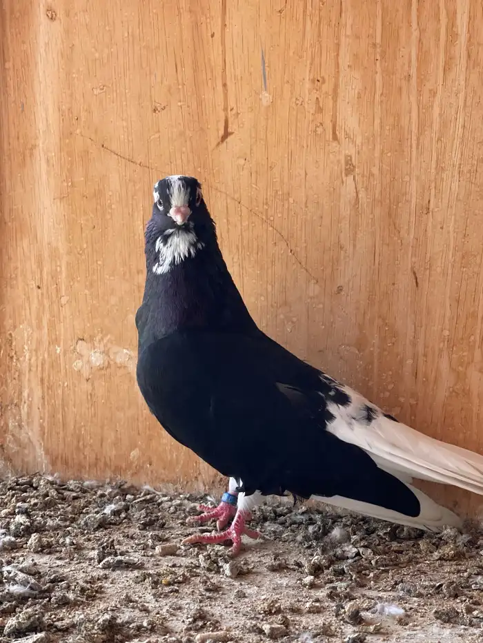 فحل قطيفي لأهل النوادر 2