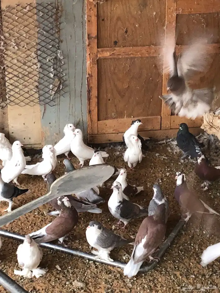 حمام بيع جمله نادر جدا 3