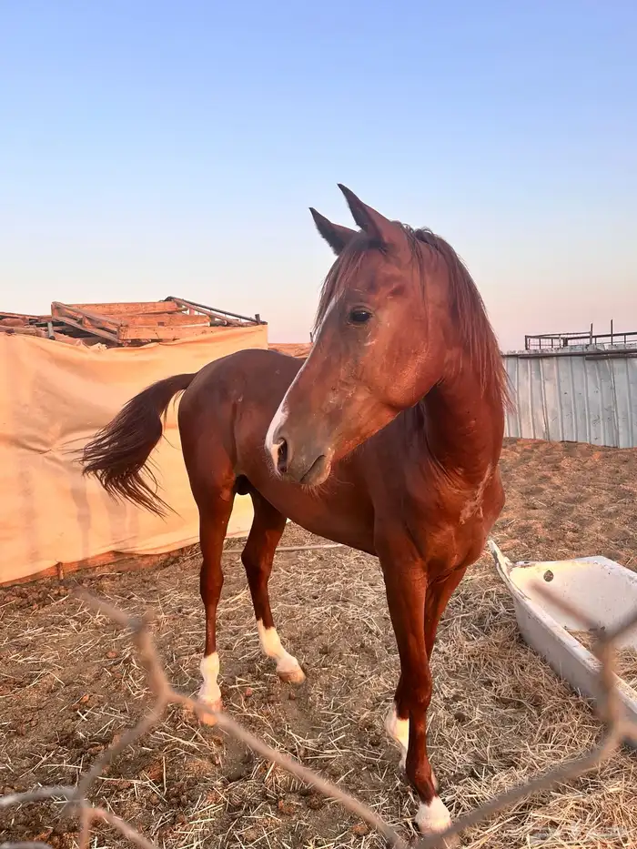 حصان عربي ورق 0