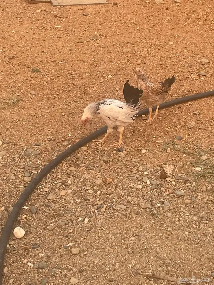 5 دجاج العمر 3 شهور 1
