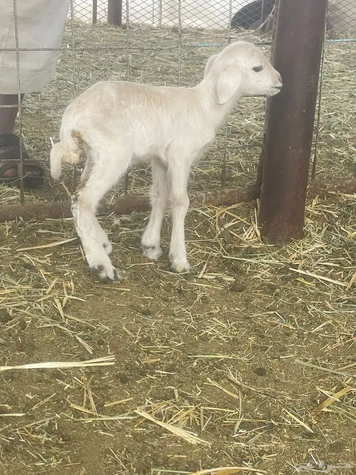 بهم حري بهم دواغير 44