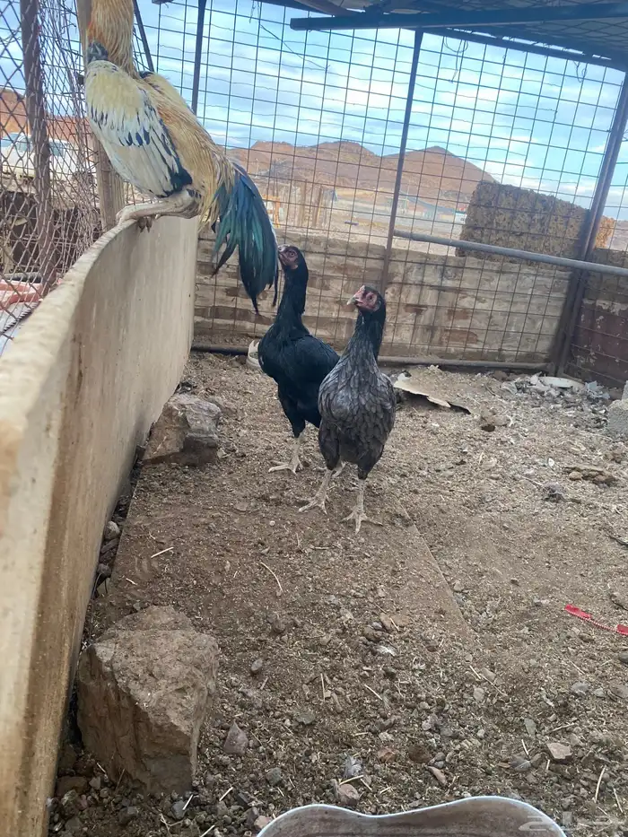 دجاج باكستاني 5