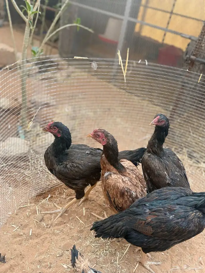 للبيع دجاج باكستاني 1